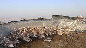 İzmir Kuş Cenneti'nde "Yavru flamingolar halkalandı"