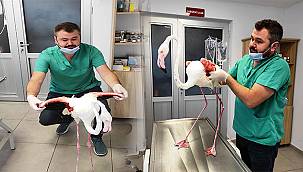 Yaralı bulunan flamingo tedavi edildi