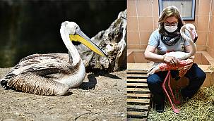 Yaralı flamingo ve iki pelikan tedavi altında