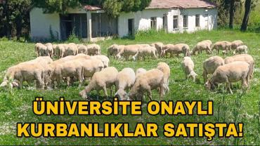 BAÜN Çiftliğinde Yetiştirilen Kurbanlıklar Satışa Çıkarıldı